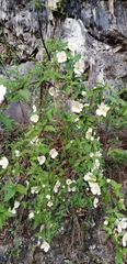 Philadelphus calcicola