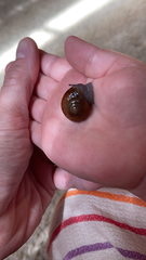 Zachrysia provisoria