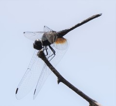Trithemis festiva
