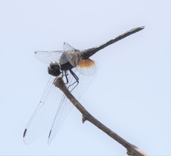 Trithemis festiva