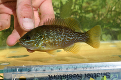Lepomis auritus × cyanellus