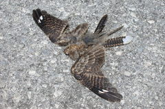 Caprimulgus ruficollis