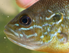 Lepomis auritus × cyanellus