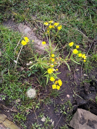 Senecio madagascariensis