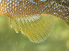 Lepomis auritus × cyanellus