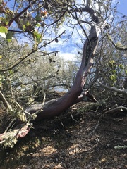 Arctostaphylos gabilanensis