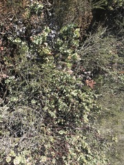 Arctostaphylos gabilanensis