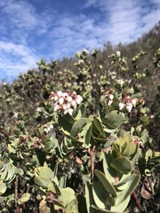 Arctostaphylos gabilanensis