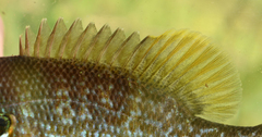 Lepomis auritus × cyanellus