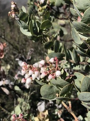Arctostaphylos gabilanensis