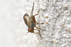 Dorycera grandis
