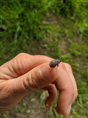 Maladera holosericea