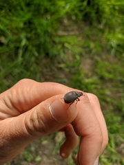 Maladera holosericea