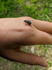 Maladera holosericea