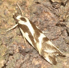 Epithymema incomposita