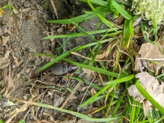 Maladera holosericea
