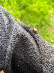 Maladera holosericea