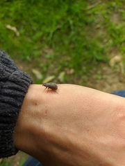 Maladera holosericea