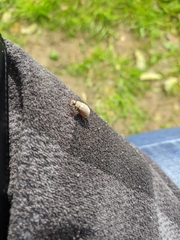 Maladera holosericea