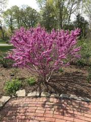 Cercis chinensis