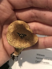 Lepiota elaiophylla