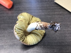 Lepiota elaiophylla