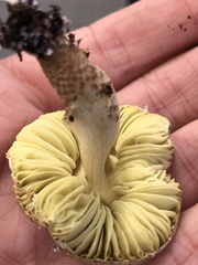 Lepiota elaiophylla