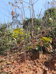 Smilax lanceifolia opaca