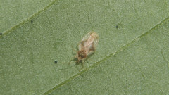 Uhlerites debilis