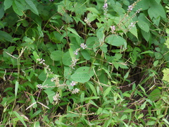 Uraria rufescens