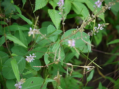 Uraria rufescens