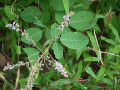 Uraria rufescens