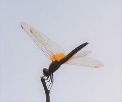 Trithemis aurora