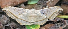 Semiothisa drepanata
