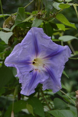Ipomoea clavata