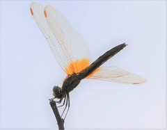Trithemis aurora