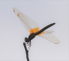 Trithemis aurora
