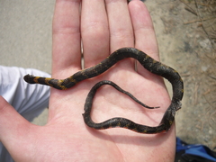 Erythrolamprus epinephalus pseudocobella