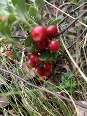 Vaccinium vitis-idaea