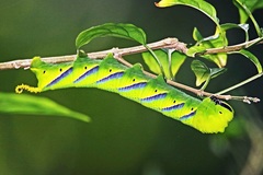 Acherontia
