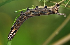 Acherontia