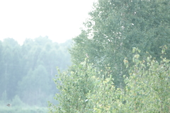 Lanius excubitor