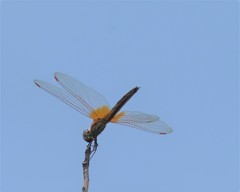 Trithemis aurora