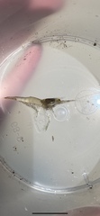 Palaemon vulgaris