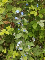 Pentaglottis sempervirens