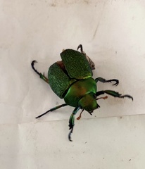 Chrysophora chrysochlora