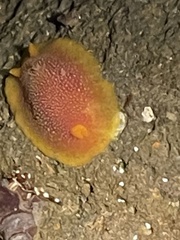 Image of Doriopsilla gemela