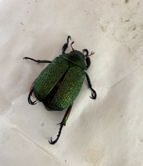 Chrysophora chrysochlora