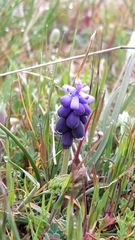 Muscari neglectum