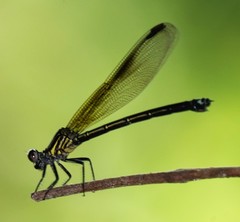 Euphaea decorata